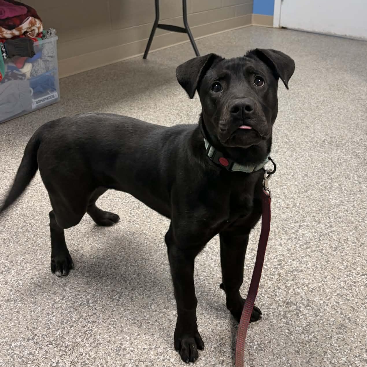 Enlarge Tibby, a ADOPTABLE mixed breed in Bristol, CT image 4/5