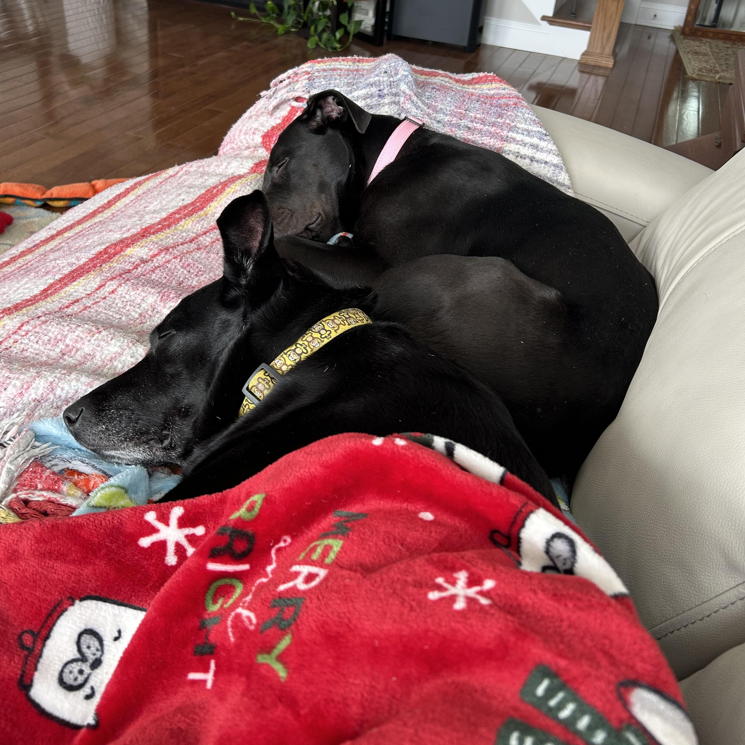 Tibby, a ADOPTABLE mixed breed in Burlington, CT image 5/6