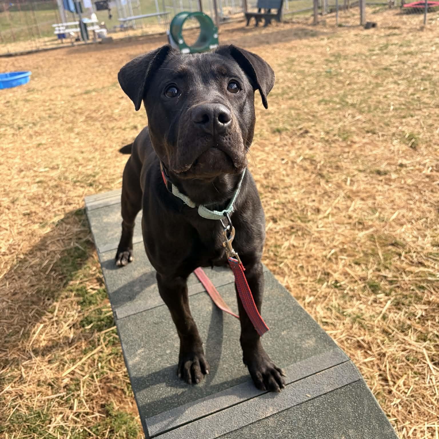 Enlarge Tibby, a ADOPTABLE mixed breed in Bristol, CT image 2/5