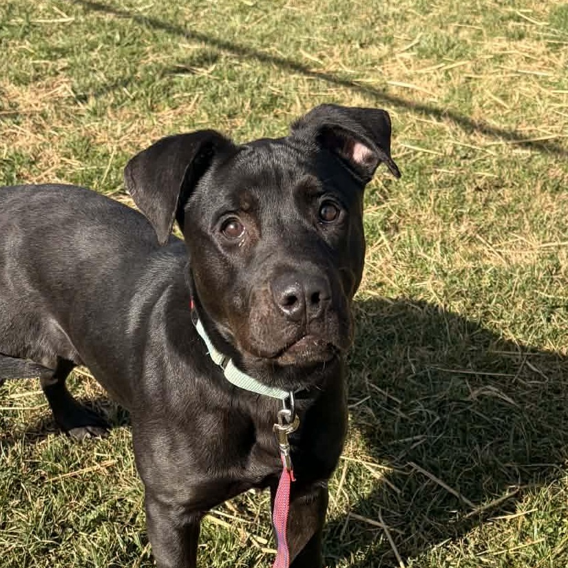 Enlarge Tibby, a ADOPTABLE mixed breed in Bristol, CT image 5/5