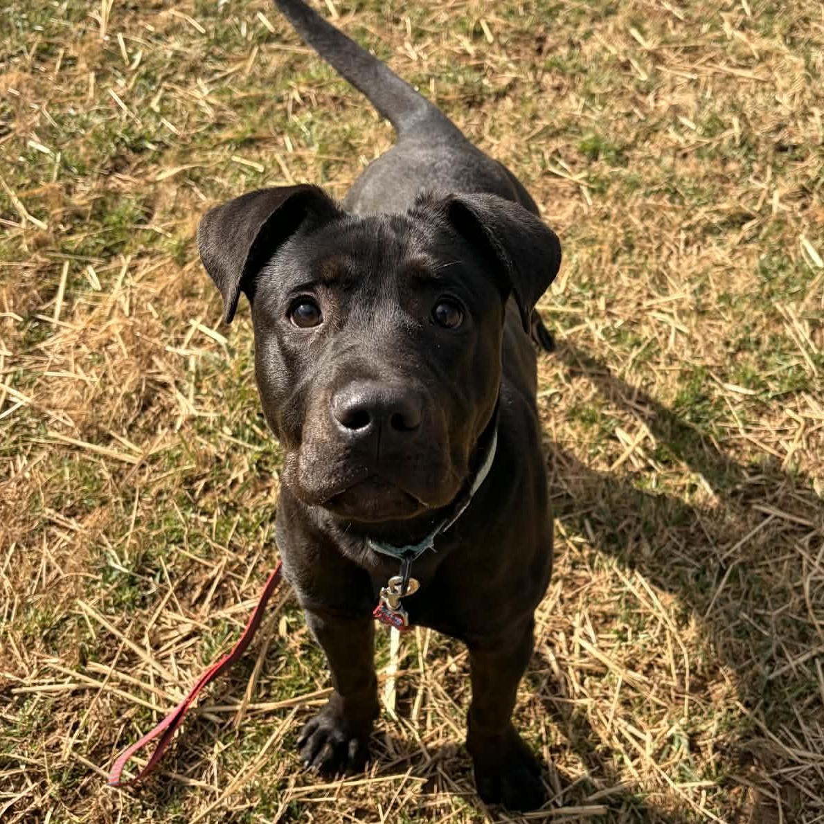Enlarge Tibby, a ADOPTABLE mixed breed in Bristol, CT image 3/5
