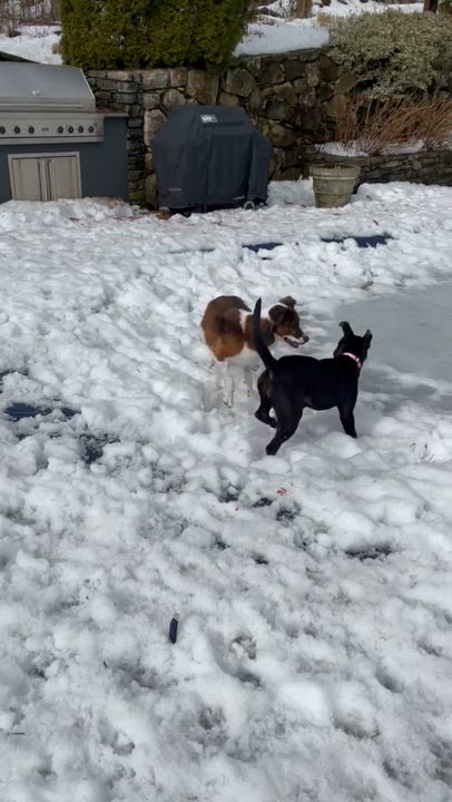 Enlarge Tibby, a ADOPTABLE mixed breed in Burlington, CT video 4/6