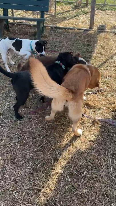 Enlarge Tibby, a ADOPTABLE mixed breed in Simsbury, CT video 6/6