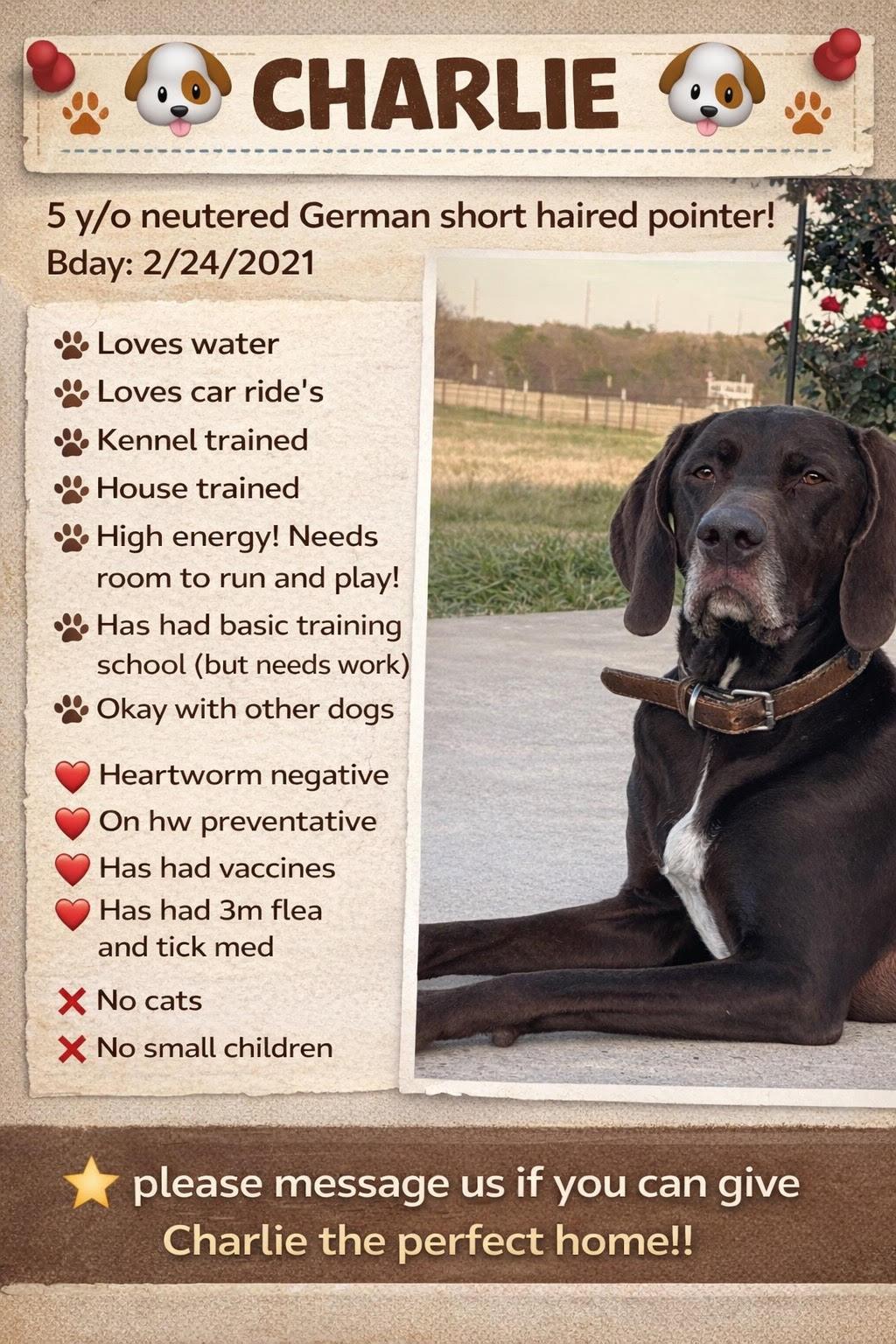 Enlarge CHARLIE-Completely Charming, a Adoptable German Shorthaired Pointer in Albany, NY image 2/6