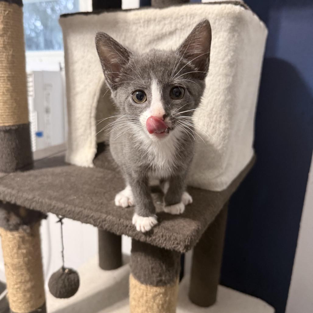 Mango, Adoptable, Kitten Female Domestic Short Hair.