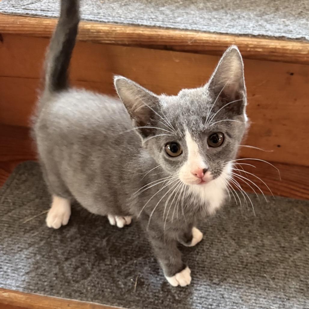 Enlarge Mango, a Adoptable Domestic Short Hair in Jarrettsville, MD image 2/4