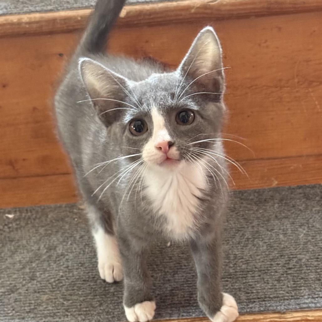 Enlarge Mango, a Adoptable Domestic Short Hair in Jarrettsville, MD image 3/4