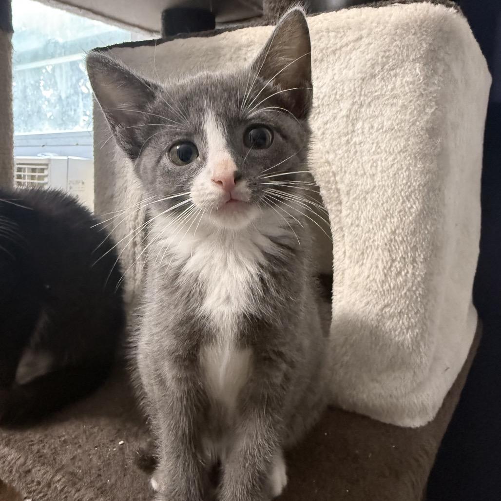 Enlarge Mango, a Adoptable Domestic Short Hair in Jarrettsville, MD image 4/4