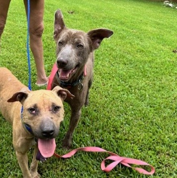 Enlarge Benny Luv, a Adoptable mixed breed in Richmond, VA image 3/5