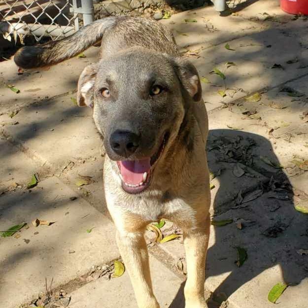 Enlarge Benny Luv, a Adoptable mixed breed in Richmond, VA image 2/5