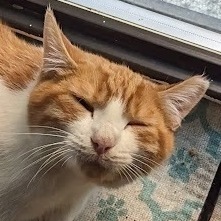 Macaroni , Adopted, Young Male American Shorthair.