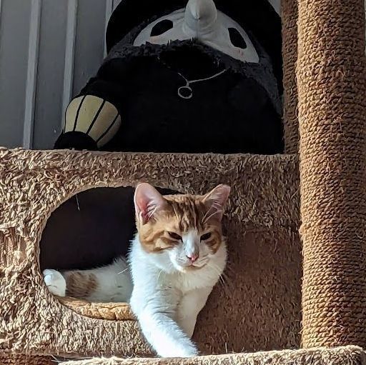 Macaroni , a Adopted American Shorthair in New York, NY image 2/5