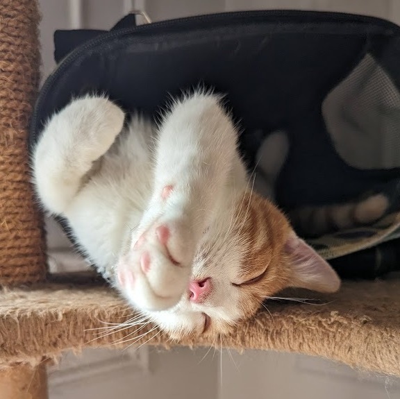 Macaroni , a Adopted American Shorthair in New York, NY image 3/5