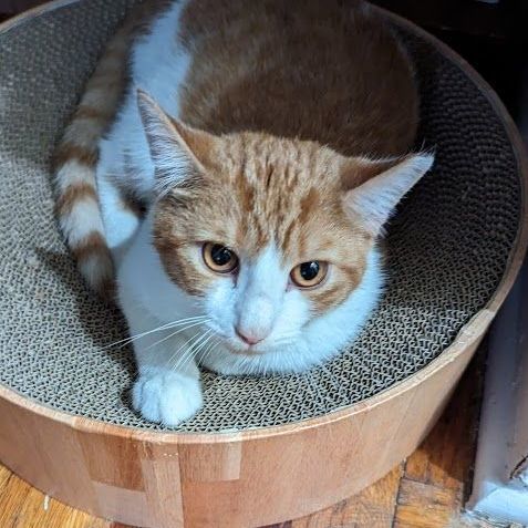 Macaroni , a Adopted American Shorthair in New York, NY image 4/5