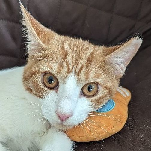 Macaroni , a Adopted American Shorthair in New York, NY image 5/5