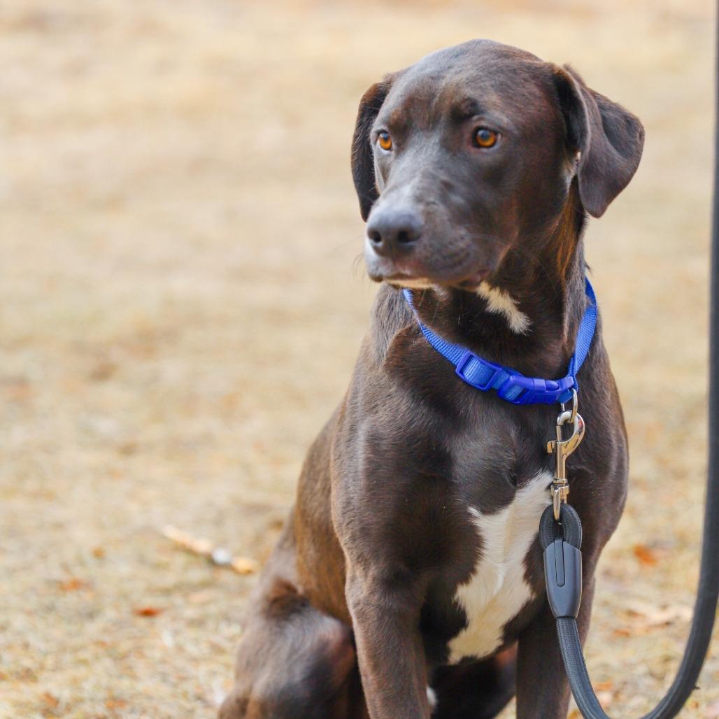 Enlarge Augustus, a Adoptable Mixed Breed in Madison, WI image 1/6