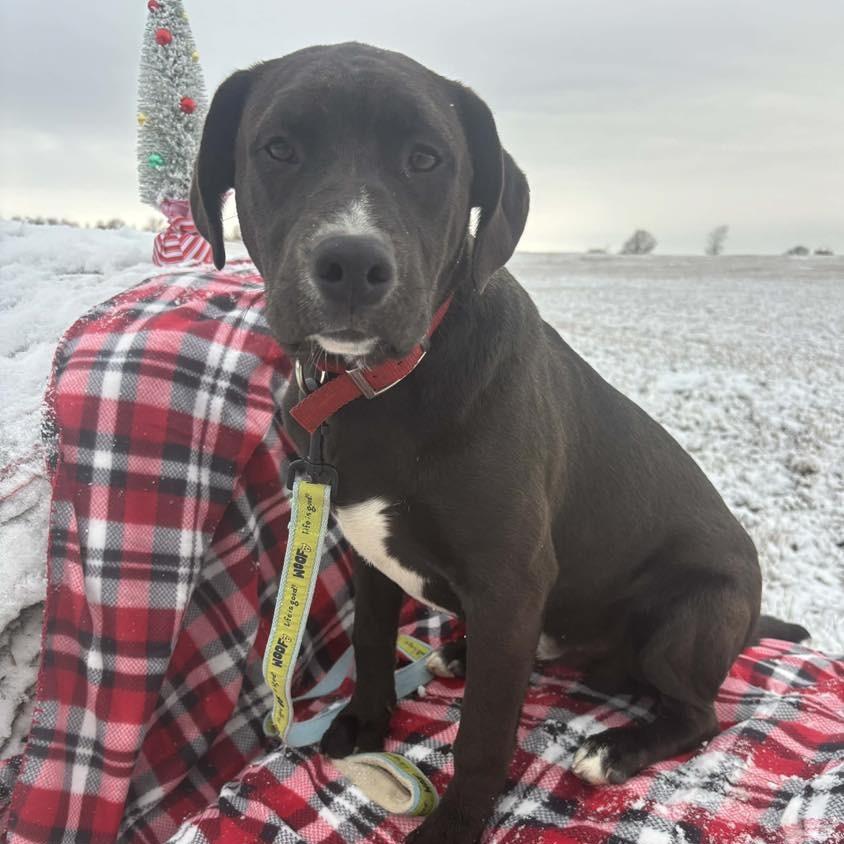 Enlarge Augustus, a Adoptable Mixed Breed in Madison, WI image 1/6