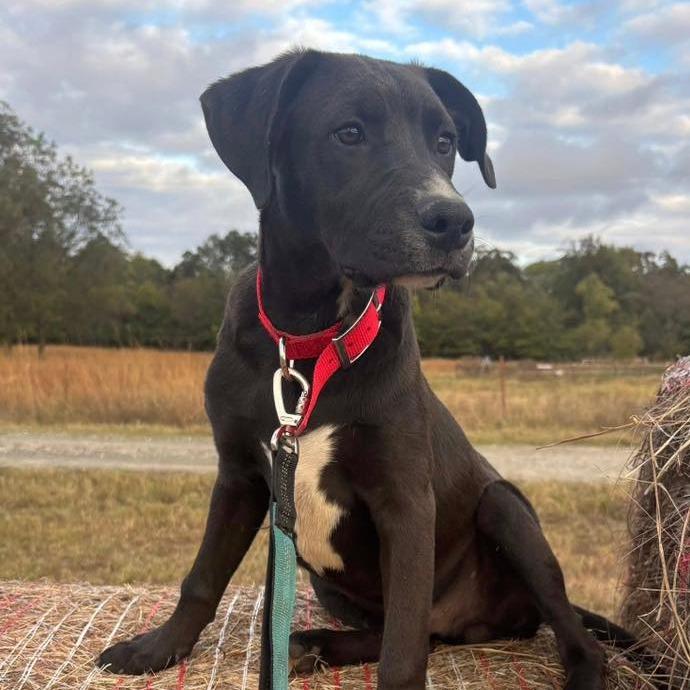 Enlarge Augustus, a Adoptable Mixed Breed in Madison, WI image 2/6