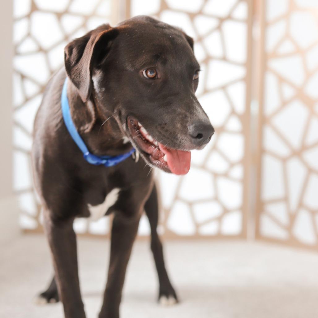 Enlarge Augustus, a Adoptable Mixed Breed in Madison, WI image 3/6