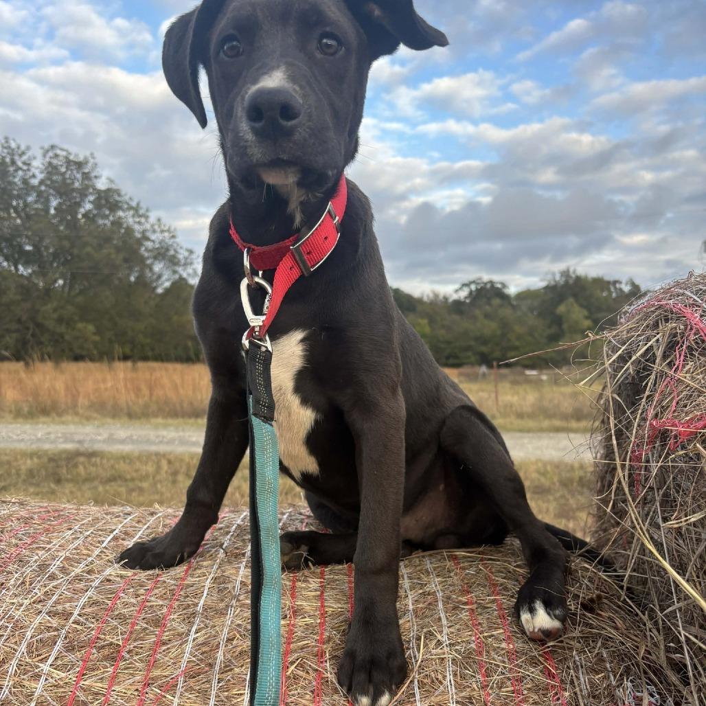 Enlarge Augustus, a Adoptable Mixed Breed in Madison, WI image 4/6