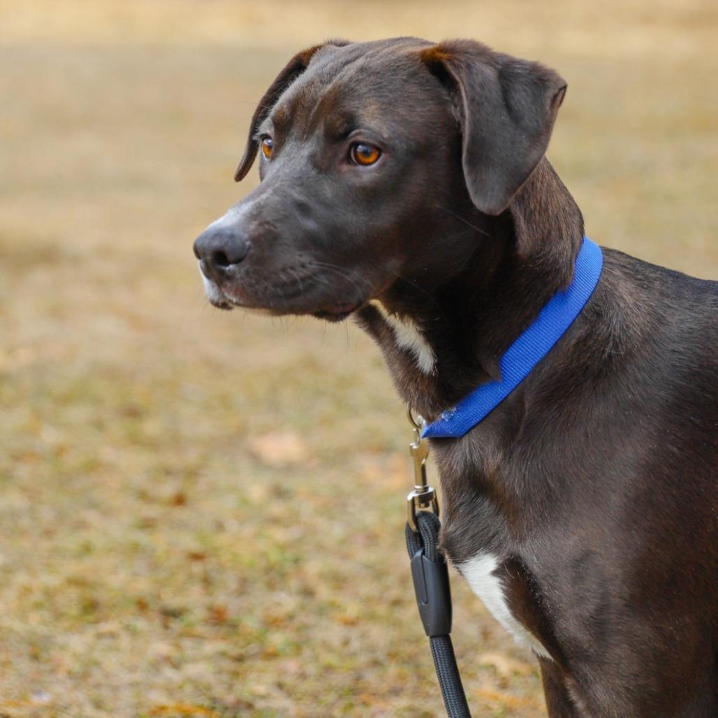 Enlarge Augustus, a Adoptable Mixed Breed in Madison, WI image 5/6