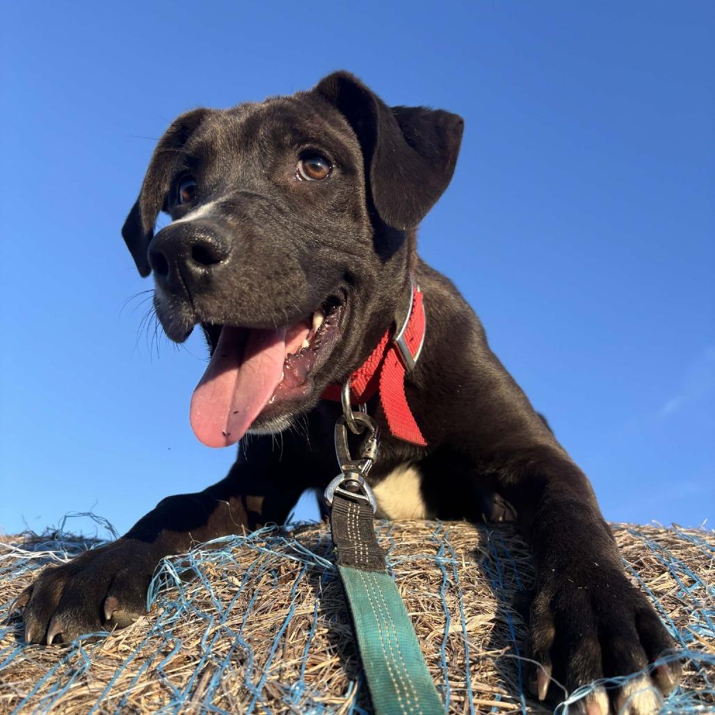 Enlarge Augustus, a Adoptable Mixed Breed in Madison, WI image 6/6