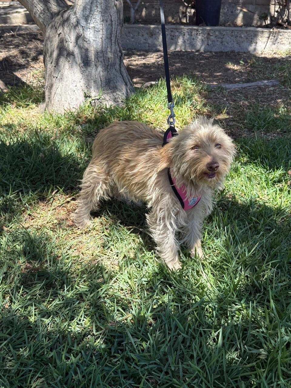 Miel, an adoptable Havanese in San Diego, CA, 92109 | Photo Image 1
