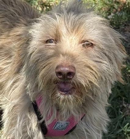 Miel, an adoptable Havanese in San Diego, CA, 92109 | Photo Image 2
