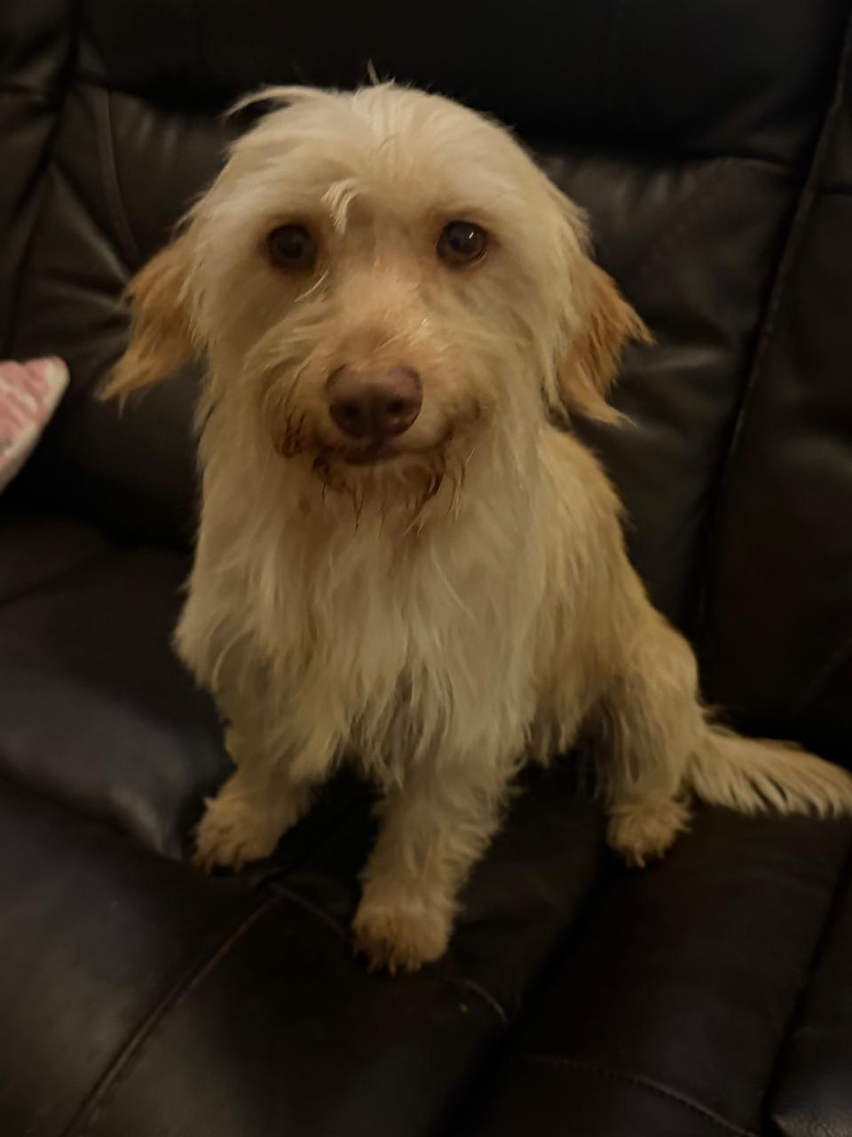 Miel, an adoptable Havanese in San Diego, CA, 92109 | Photo Image 3