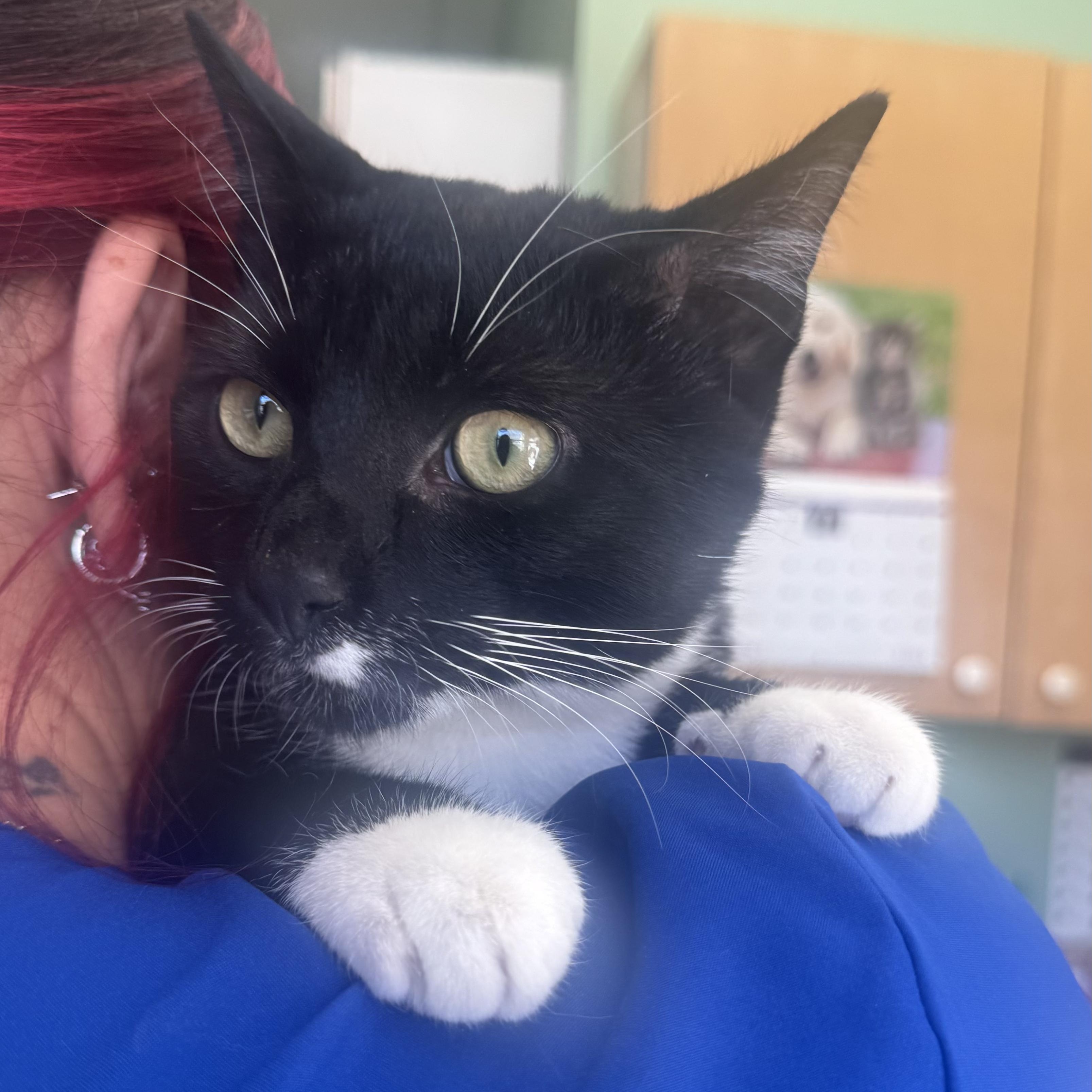 Enlarge Mister , an adopted Domestic Short Hair in Fall River, MA image 4/5