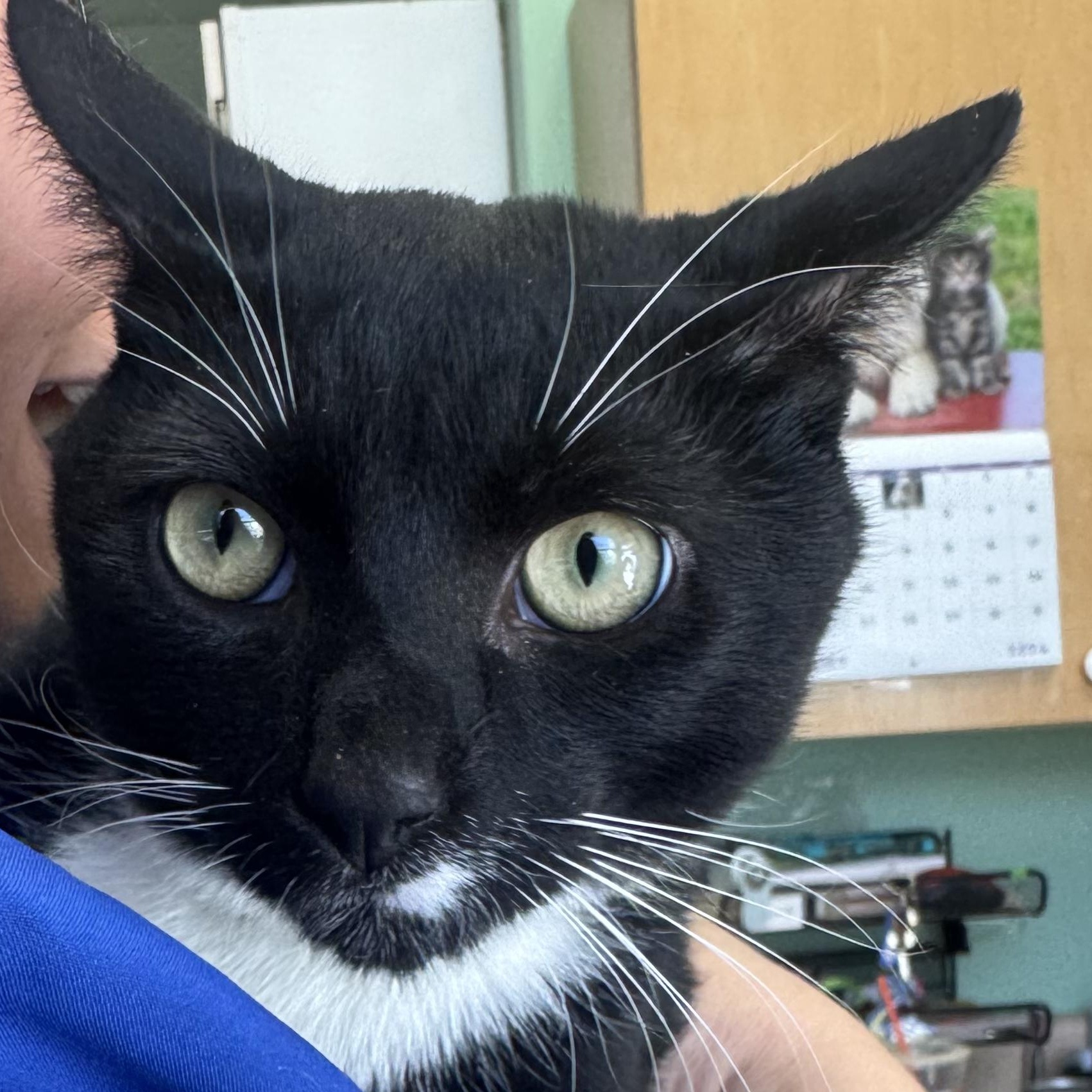 Mister , ADOPTABLE, Young Male Domestic Short Hair.