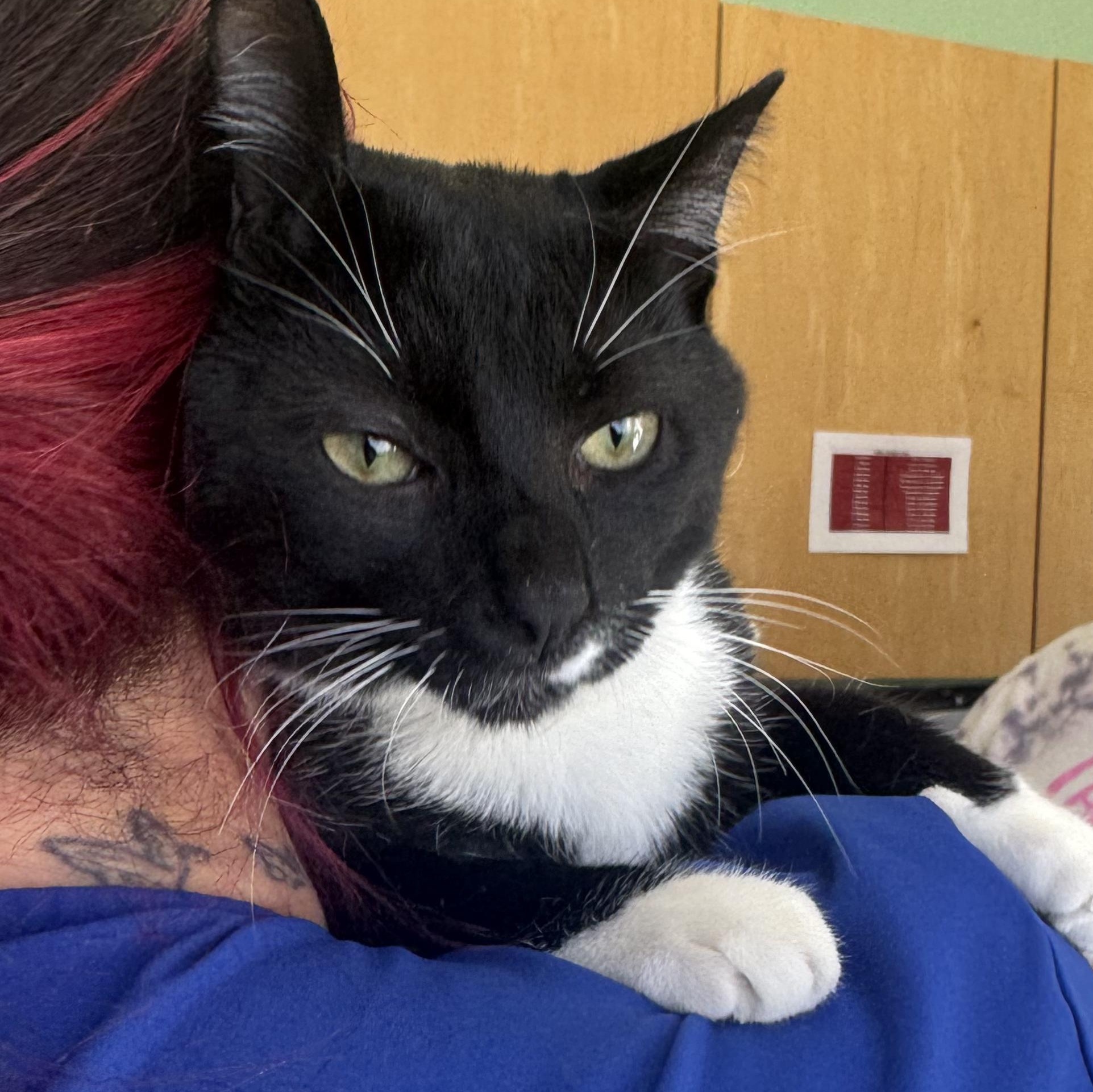 Enlarge Mister , an adopted Domestic Short Hair in Fall River, MA image 2/5