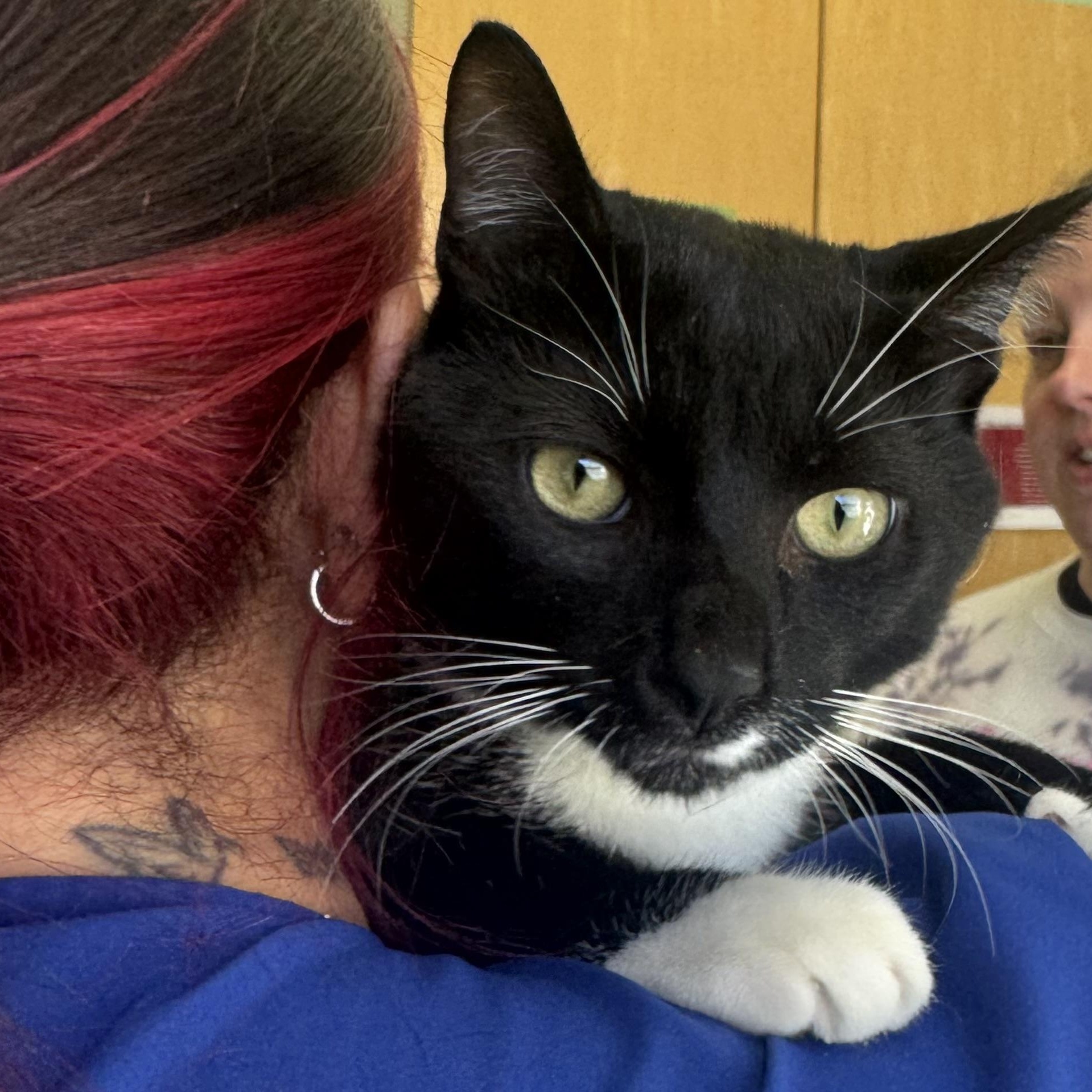 Enlarge Mister , an adopted Domestic Short Hair in Fall River, MA image 5/5