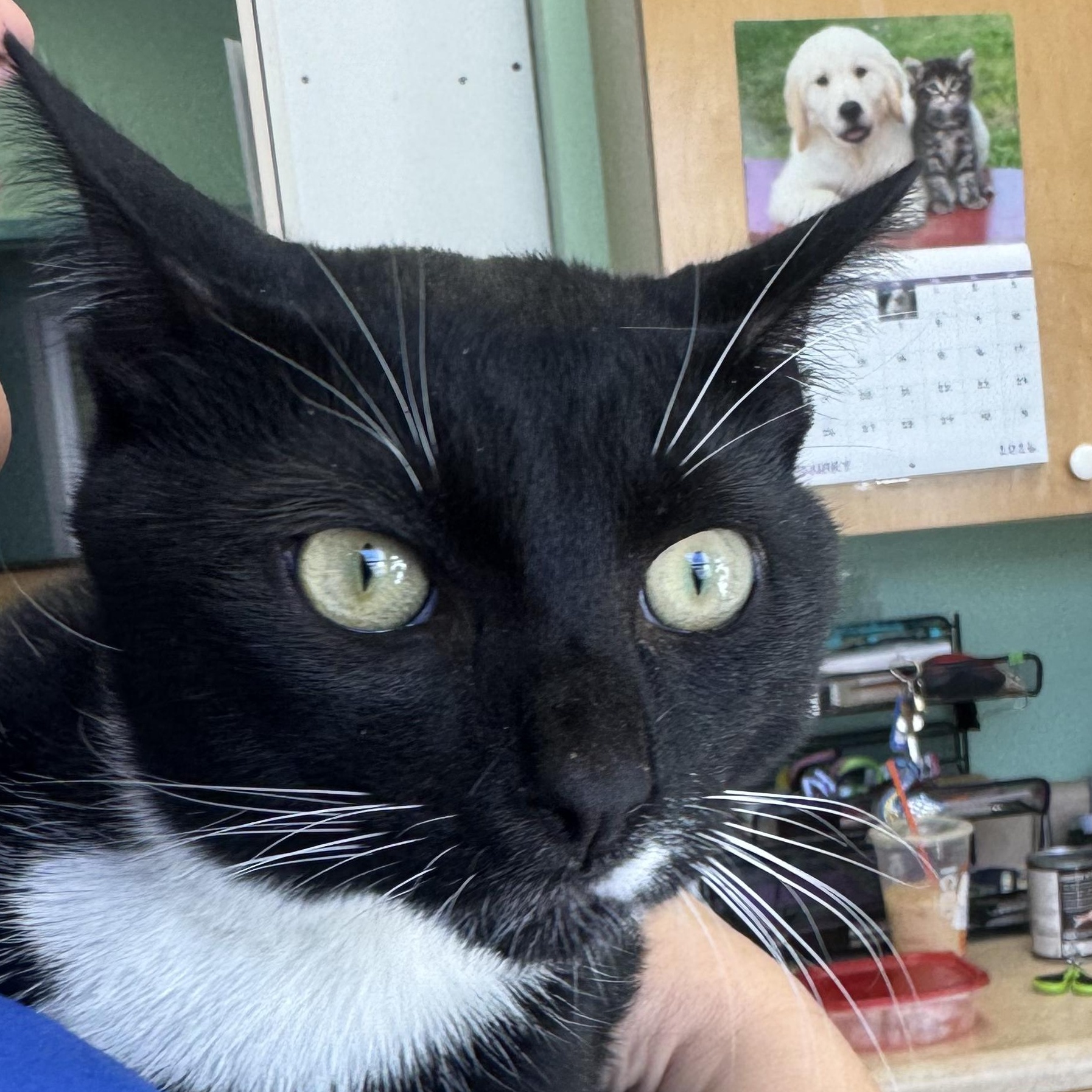 Enlarge Mister , an adopted Domestic Short Hair in Fall River, MA image 3/5