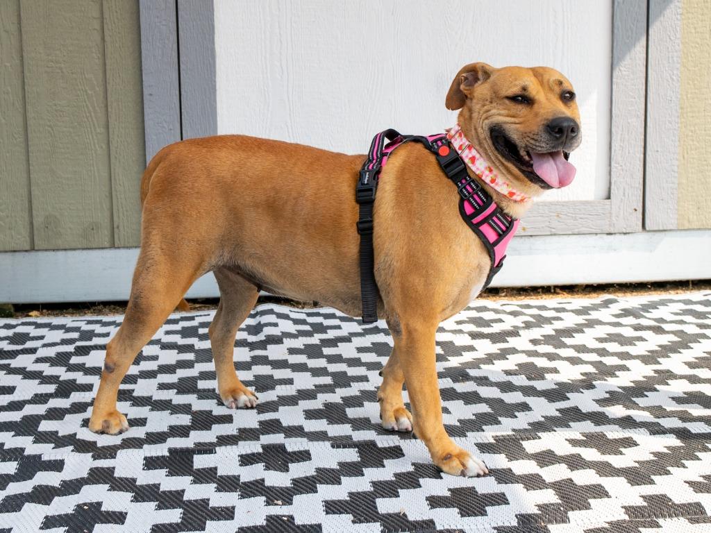 Enlarge Deb, a Adoptable mixed breed in Savage, MN image 2/3