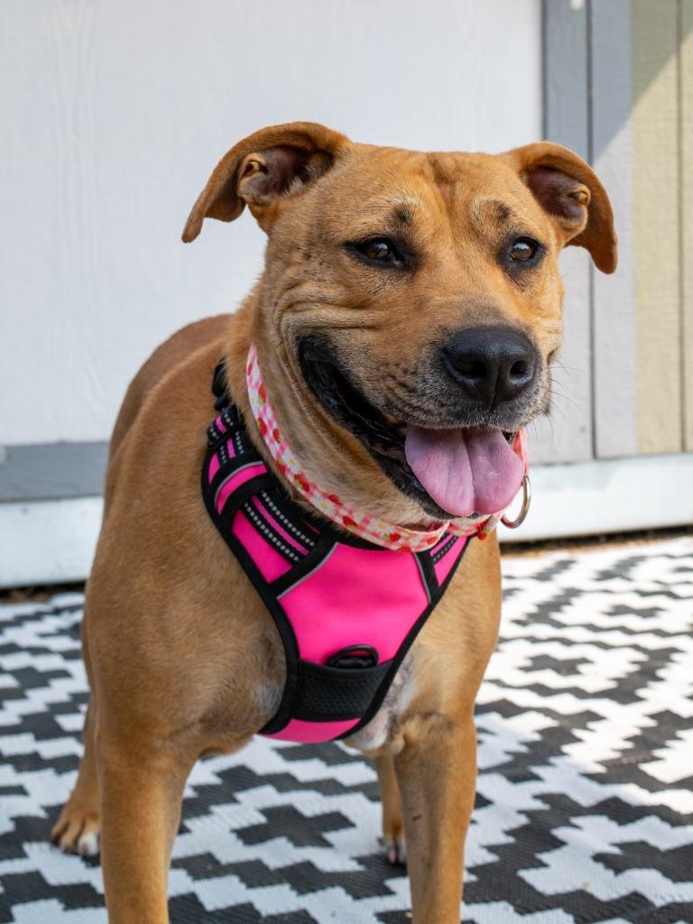 Enlarge Deb, a Adoptable mixed breed in Savage, MN image 3/3