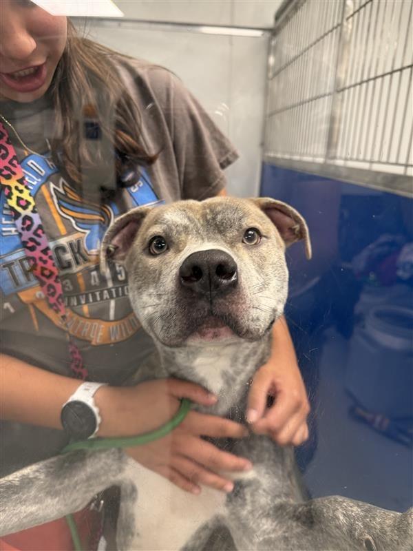 Hay Hay, Adopted, Young Male Terrier.