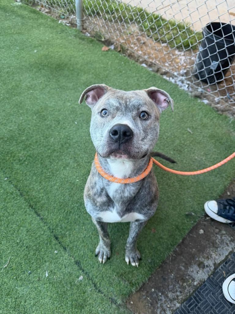 Enlarge Hay Hay, a Adoptable Terrier in New Kensington, PA image 6/6