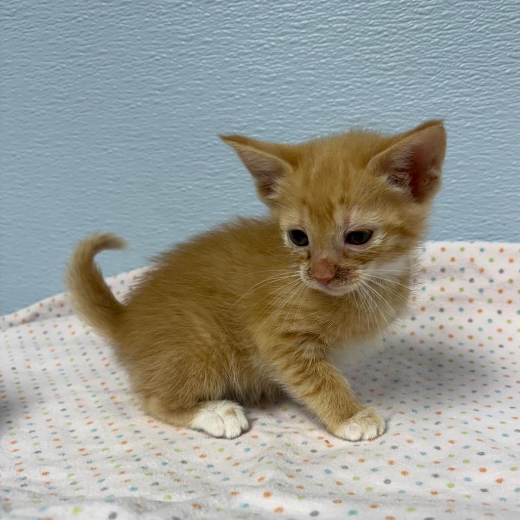 Ginny, ADOPTABLE, Young Female Domestic Medium Hair.