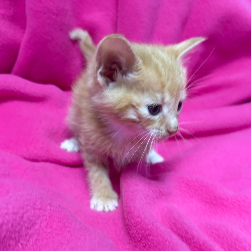 Ginny, a ADOPTABLE Domestic Medium Hair in Crookston, MN image 2/2