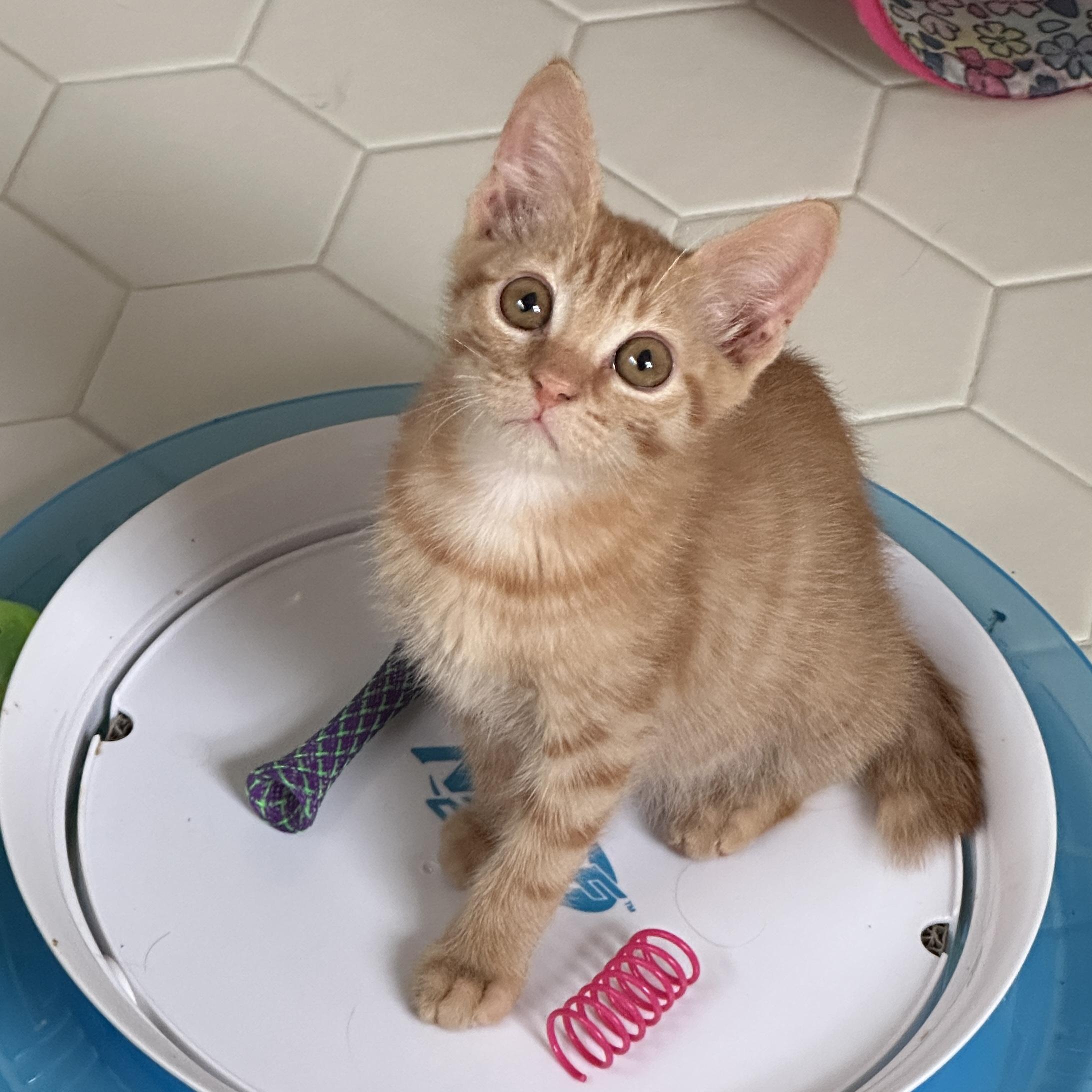 Franklin