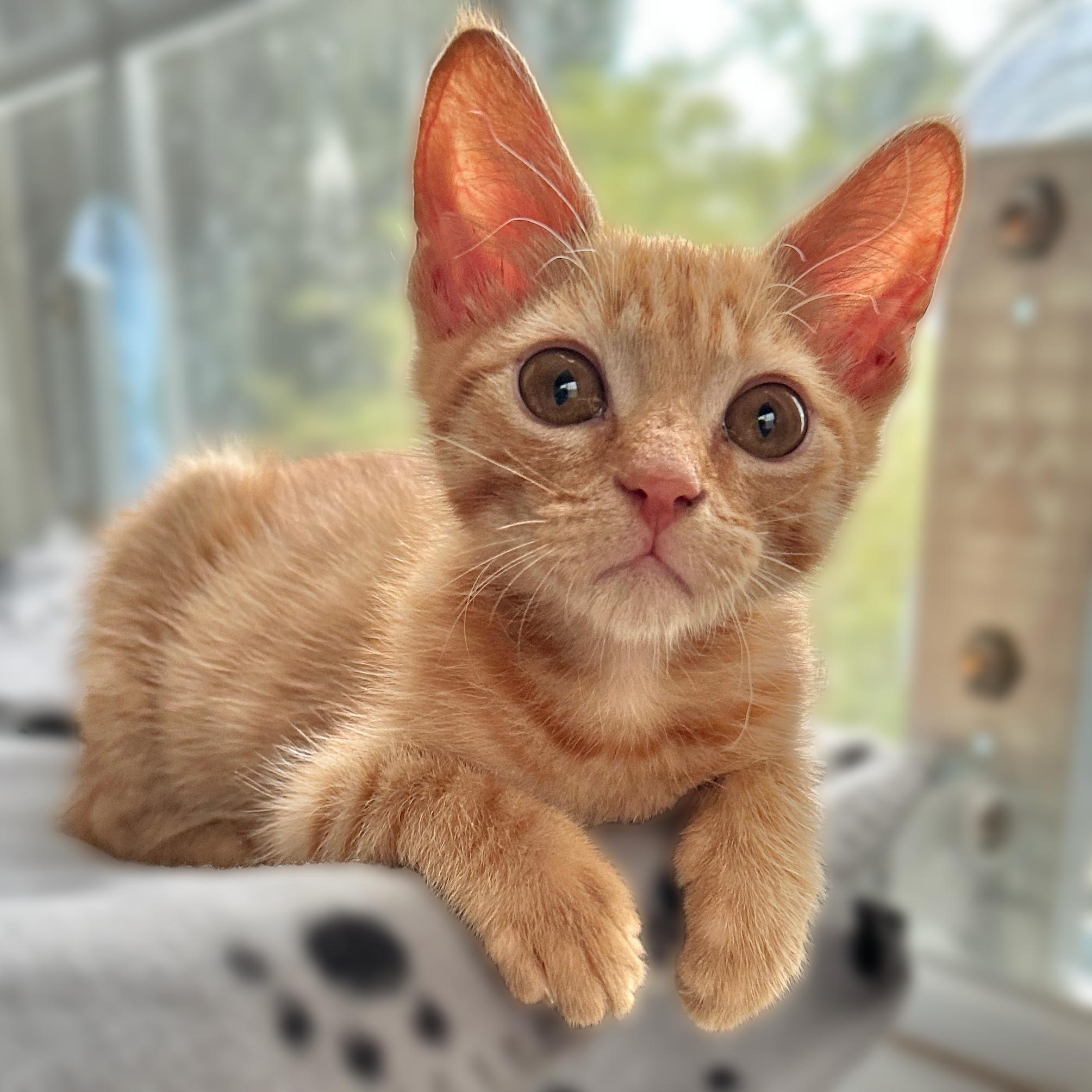 Franklin