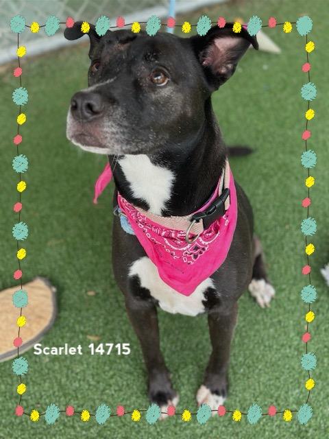 Enlarge SCARLET, a Adoptable mixed breed in Marietta, GA image 1/6