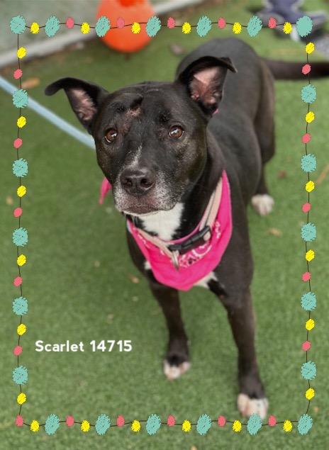 Enlarge SCARLET, a Adoptable mixed breed in Marietta, GA image 2/6