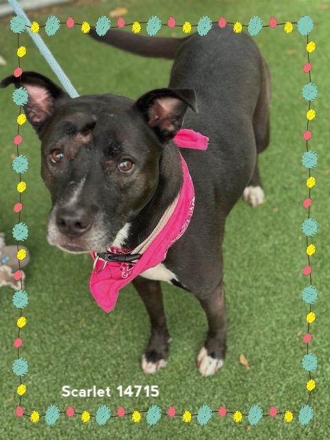 Enlarge SCARLET, a Adoptable mixed breed in Marietta, GA image 3/6