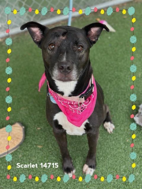 Enlarge SCARLET, a Adoptable mixed breed in Marietta, GA image 4/6