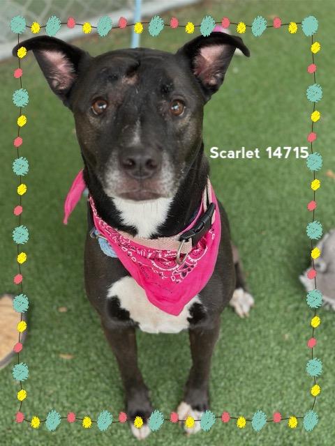 Enlarge SCARLET, a Adoptable mixed breed in Marietta, GA image 6/6