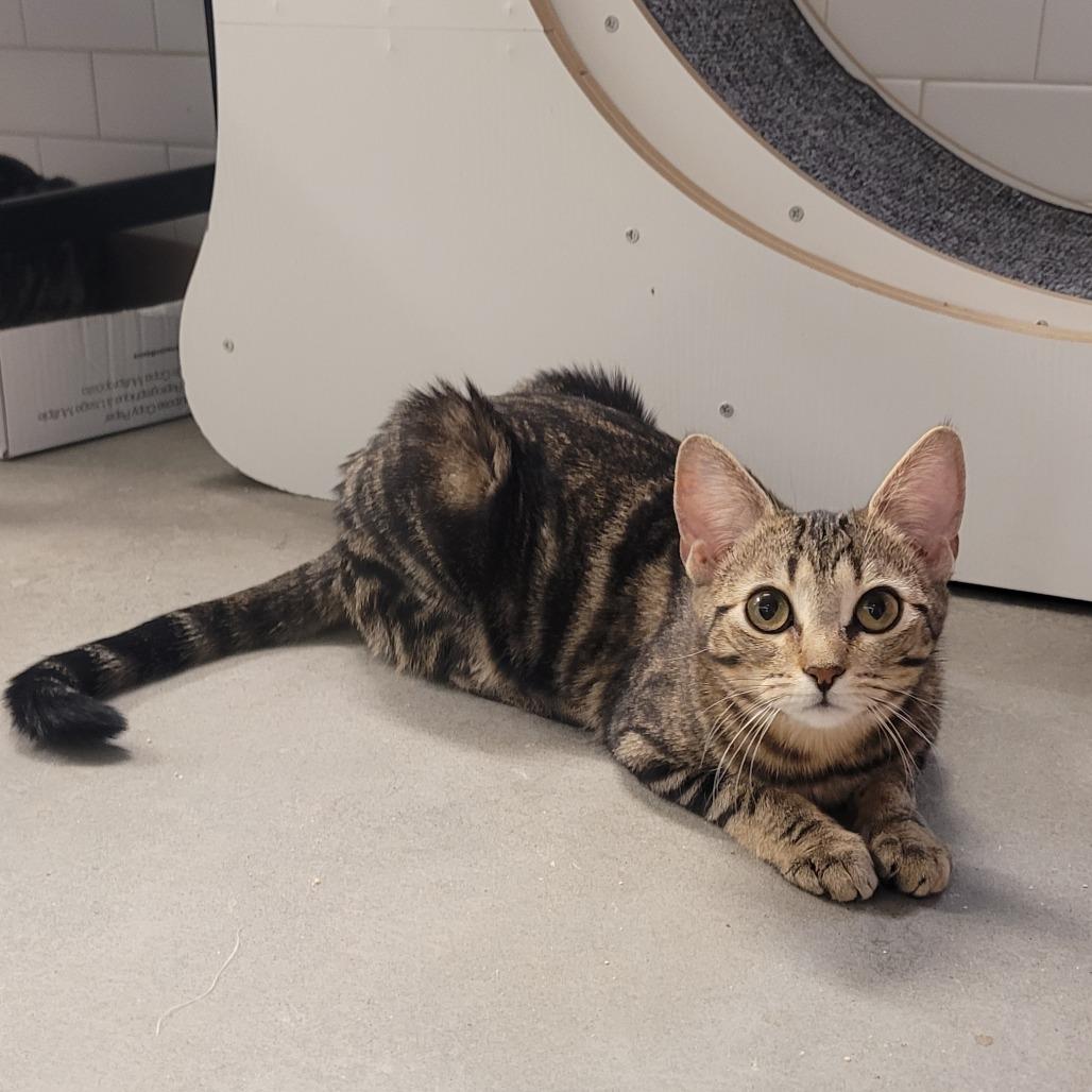 Persephone — thumbnail 2