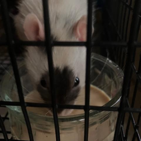 Houdini, ADOPTABLE, Adult Male Rat.