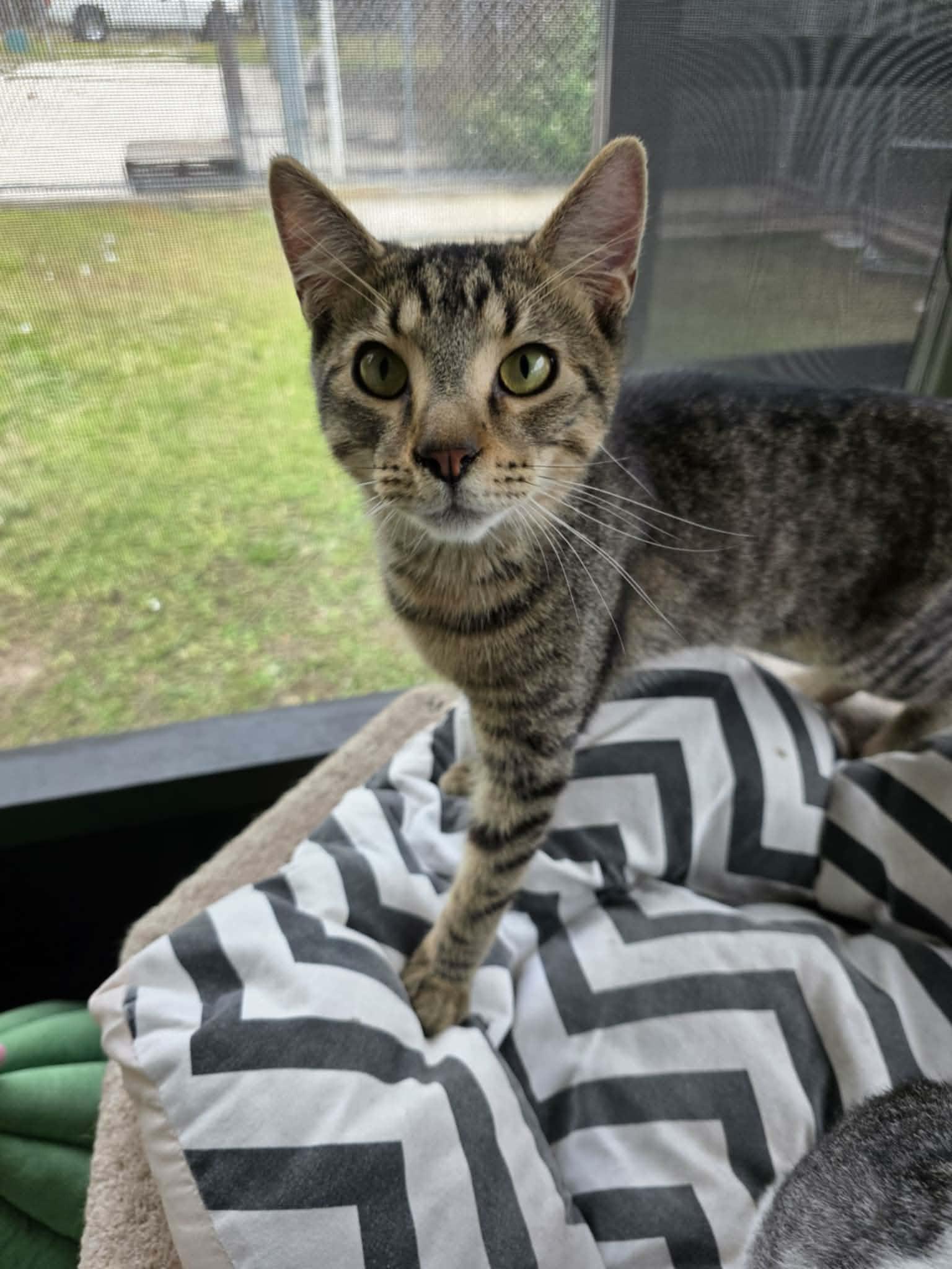 Enlarge Axel, a Adoptable Domestic Short Hair in Umatilla, FL image 3/4